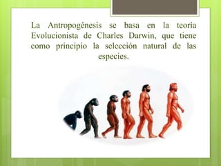 La Antropogénesis se basa en la teoría
Evolucionista de Charles Darwin, que tiene
como principio la selección natural de las
especies.
 