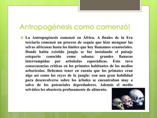 Antropogénesis como comenzó!
 La Antropogénesis comenzó en África. A finales de la Era
terciaria comenzó un proceso de sequía que hizo menguar las
selvas africanas hasta los límites que hoy llamamos ecuatoriales.
Donde había existido jungla se fue instalando el paisaje
estepario conocido como sabana: grandes llanuras
interrumpidas por arboledas esporádicas. Esto tuvo
consecuencias críticas en los primates habitantes de los medios
arborícolas. Debemos tener en cuenta que los primates eran
algo así como los reyes de la jungla: con una gran habilidad
para desenvolverse sobre los árboles se encontraban muy a
salvo de los potenciales depredadores. Además el medio
selvático les abastecía profusamente de alimento.
 