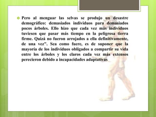  Pero al menguar las selvas se produjo un desastre
demográfico: demasiados individuos para demasiados
pocos árboles. Ello hizo que cada vez más individuos
tuviesen que pasar más tiempo en la peligrosa tierra
firme. Quizá no fueron arrojados a ella definitivamente,
de una vez". Sea como fuere, es de suponer que la
mayoría de los individuos obligados a compartir su vida
entre los árboles y los claros cada vez más extensos
perecieron debido a incapacidades adaptativas
 