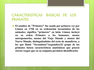 CARACTERISTICAS BASICAS DE LOS
PRIMATES
 El nombre de "Primates" fue usado por primera vez por
Linneo en 1758 en su ordenación taxonómica de los
animales; significa "primeros" en latín. Linneo incluyó
en su orden Primates a los humanos, monos
antropomorfos, monos del Viejo Mundo y monos del
Nuevo Mundo, distinguiéndolos del resto de mamíferos, a
los que llamó "Secundaste"(segundos).El grupo de los
primates tienen características anatómicas que poseen
ciertos rasgos que en su conjunto permiten identificarlos
 
