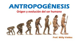 ANTROPOGÉNESIS
Origen y evolución del ser humano
Prof. Willy Valdez
 