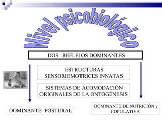 DOS REFLEJOS DOMINANTES

                ESTRUCTURAS
          SENSORIOMOTRICES INNATAS

          SISTEMAS DE ACOMODACIÓN
        ORIGINALES DE LA ONTOGÉNESIS

                         DOMINANTE DE NUTRICIÓN y
DOMINANTE POSTURAL            COPULATIVA
 