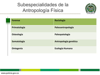 Subespecialidades de la
                                            Título
      Antropología Física
Forense             Raciología

Primatología        Paleoantropología

Osteología          Paleopatología

Somatología         Antropología genética

Ontogenia           Ecología Humana
 