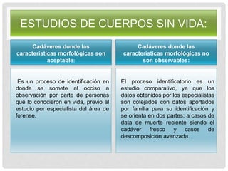 ESTUDIOS DE CUERPOS SIN VIDA:
Cadáveres donde las
características morfológicas son
aceptable:
Es un proceso de identificación en
donde se somete al occiso a
observación por parte de personas
que lo conocieron en vida, previo al
estudio por especialista del área de
forense.
Cadáveres donde las
características morfológicas no
son observables:
El proceso identificatorio es un
estudio comparativo, ya que los
datos obtenidos por los especialistas
son cotejados con datos aportados
por familia para su identificación y
se orienta en dos partes: a casos de
data de muerte reciente siendo el
cadáver fresco y casos de
descomposición avanzada.
 