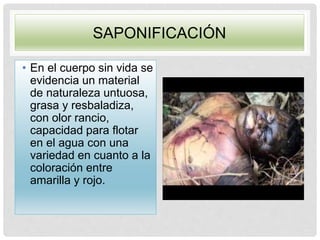 SAPONIFICACIÓN
• En el cuerpo sin vida se
evidencia un material
de naturaleza untuosa,
grasa y resbaladiza,
con olor rancio,
capacidad para flotar
en el agua con una
variedad en cuanto a la
coloración entre
amarilla y rojo.
 