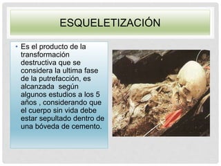 ESQUELETIZACIÓN
• Es el producto de la
transformación
destructiva que se
considera la ultima fase
de la putrefacción, es
alcanzada según
algunos estudios a los 5
años , considerando que
el cuerpo sin vida debe
estar sepultado dentro de
una bóveda de cemento.
 