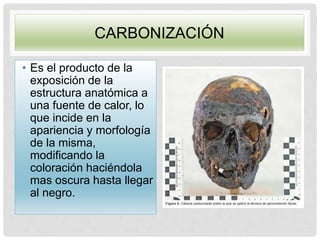 CARBONIZACIÓN
• Es el producto de la
exposición de la
estructura anatómica a
una fuente de calor, lo
que incide en la
apariencia y morfología
de la misma,
modificando la
coloración haciéndola
mas oscura hasta llegar
al negro.
 