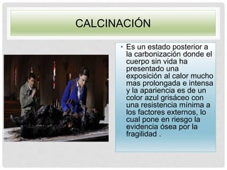 CALCINACIÓN
• Es un estado posterior a
la carbonización donde el
cuerpo sin vida ha
presentado una
exposición al calor mucho
mas prolongada e intensa
y la apariencia es de un
color azul grisáceo con
una resistencia mínima a
los factores externos, lo
cual pone en riesgo la
evidencia ósea por la
fragilidad .
 