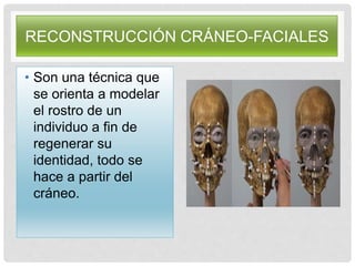 RECONSTRUCCIÓN CRÁNEO-FACIALES
• Son una técnica que
se orienta a modelar
el rostro de un
individuo a fin de
regenerar su
identidad, todo se
hace a partir del
cráneo.
 