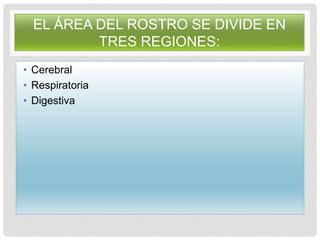 EL ÁREA DEL ROSTRO SE DIVIDE EN
TRES REGIONES:
• Cerebral
• Respiratoria
• Digestiva
 