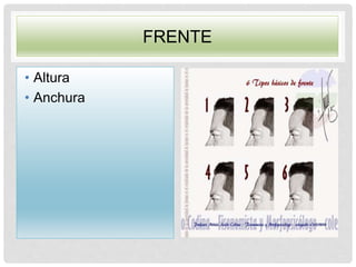 FRENTE
• Altura
• Anchura
 