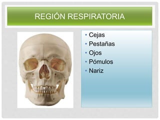 REGIÓN RESPIRATORIA
• Cejas
• Pestañas
• Ojos
• Pómulos
• Nariz
 