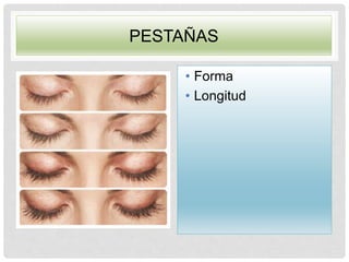 PESTAÑAS
• Forma
• Longitud
 