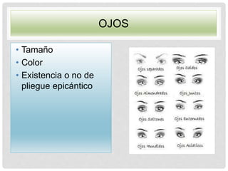 OJOS
• Tamaño
• Color
• Existencia o no de
pliegue epicántico
 