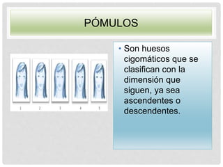PÓMULOS
• Son huesos
cigomáticos que se
clasifican con la
dimensión que
siguen, ya sea
ascendentes o
descendentes.
 