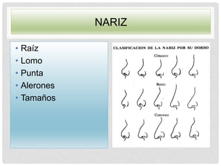 NARIZ
• Raíz
• Lomo
• Punta
• Alerones
• Tamaños
 