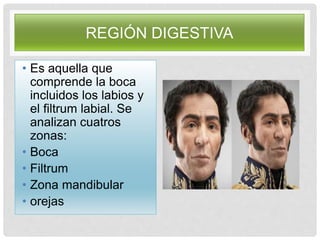 REGIÓN DIGESTIVA
• Es aquella que
comprende la boca
incluidos los labios y
el filtrum labial. Se
analizan cuatros
zonas:
• Boca
• Filtrum
• Zona mandibular
• orejas
 