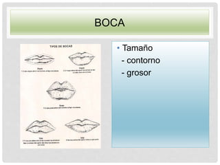 BOCA
• Tamaño
- contorno
- grosor
 