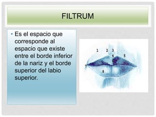FILTRUM
• Es el espacio que
corresponde al
espacio que existe
entre el borde inferior
de la nariz y el borde
superior del labio
superior.
 