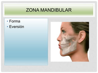 ZONA MANDIBULAR
• Forma
• Eversión
 