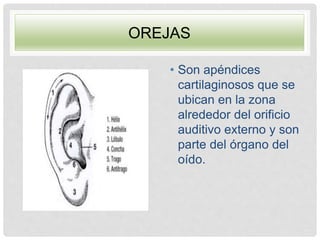 OREJAS
• Son apéndices
cartilaginosos que se
ubican en la zona
alrededor del orificio
auditivo externo y son
parte del órgano del
oído.
 