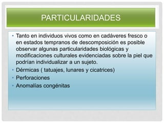 PARTICULARIDADES
• Tanto en individuos vivos como en cadáveres fresco o
en estados tempranos de descomposición es posible
observar algunas particularidades biológicas y
modificaciones culturales evidenciadas sobre la piel que
podrían individualizar a un sujeto.
• Dérmicas ( tatuajes, lunares y cicatrices)
• Perforaciones
• Anomalías congénitas
 