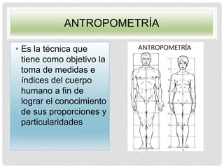 ANTROPOMETRÍA
• Es la técnica que
tiene como objetivo la
toma de medidas e
índices del cuerpo
humano a fin de
lograr el conocimiento
de sus proporciones y
particularidades
 