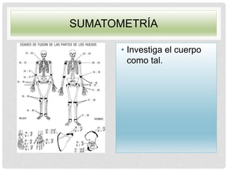 SUMATOMETRÍA
• Investiga el cuerpo
como tal.
 