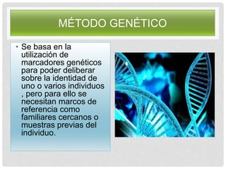 MÉTODO GENÉTICO
• Se basa en la
utilización de
marcadores genéticos
para poder deliberar
sobre la identidad de
uno o varios individuos
, pero para ello se
necesitan marcos de
referencia como
familiares cercanos o
muestras previas del
individuo.
 