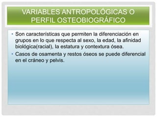 VARIABLES ANTROPOLÓGICAS O
PERFIL OSTEOBIOGRÁFICO
• Son características que permiten la diferenciación en
grupos en lo que respecta al sexo, la edad, la afinidad
biológica(racial), la estatura y contextura ósea.
• Casos de osamenta y restos óseos se puede diferencial
en el cráneo y pelvis.
 