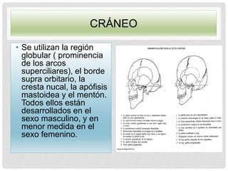 CRÁNEO
• Se utilizan la región
globular ( prominencia
de los arcos
superciliares), el borde
supra orbitario, la
cresta nucal, la apófisis
mastoidea y el mentón.
Todos ellos están
desarrollados en el
sexo masculino, y en
menor medida en el
sexo femenino.
 
