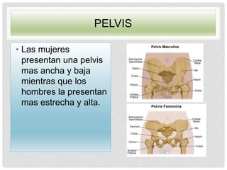 PELVIS
• Las mujeres
presentan una pelvis
mas ancha y baja
mientras que los
hombres la presentan
mas estrecha y alta.
 