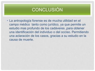 CONCLUSIÓN
• La antropología forense es de mucha utilidad en el
campo médico tanto como jurídico, ya que permite un
estudio mas profundo de los cadáveres ,para obtener
una identificación del individuo o del occiso. Permitiendo
una aclaración de los casos, gracias a su estudio en la
causa de muerte.
 