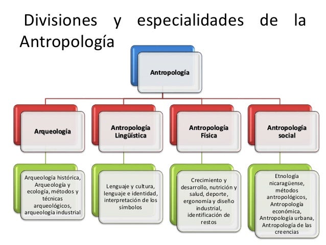Division Ramas Campo De La Antropologia Y Su Relacion Con Otras Images