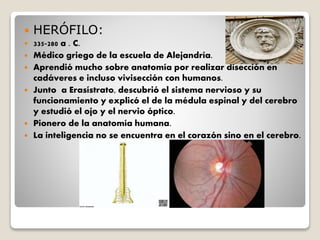  HERÓFILO:
 335-280 a . C.
 Médico griego de la escuela de Alejandría.
 Aprendió mucho sobre anatomía por realizar disección en
cadáveres e incluso vivisección con humanos.
 Junto a Erasístrato, descubrió el sistema nervioso y su
funcionamiento y explicó el de la médula espinal y del cerebro
y estudió el ojo y el nervio óptico.
 Pionero de la anatomía humana.
 La inteligencia no se encuentra en el corazón sino en el cerebro.
 