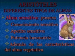 ARISTÓTELES
 DIFERENTES TIPOS DE ALMAS
Alma sensitiva: poseen
  Conocimiento sensitivo
  Apetito sensitivo
  Potencia locomotriz
 Además de las características
 del alma vegetativa
 