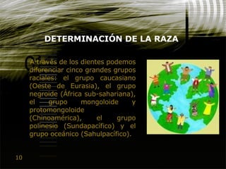 10
DETERMINACIÓN DE LA RAZA
A través de los dientes podemos
diferenciar cinco grandes grupos
raciales: el grupo caucasiano
(Oeste de Eurasia), el grupo
negroide (África sub-sahariana),
el grupo mongoloide y
protomongoloide
(Chinoamérica), el grupo
polinesio (Sundapacífico) y el
grupo oceánico (Sahulpacífico).
 