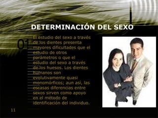11
DETERMINACIÓN DEL SEXO
El estudio del sexo a través
de los dientes presenta
mayores dificultades que el
estudio de otros
parámetros o que el
estudio del sexo a través
de los huesos. Los dientes
humanos son
evolutivamente quasi
monomórficos; aun así, las
escasas diferencias entre
sexos sirven como apoyo
en el método de
identificación del individuo.
 