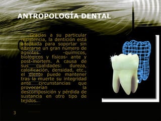 3
ANTROPOLOGÍA DENTAL
Gracias a su particular
resistencia, la dentición está
adaptada para soportar sin
alterarse un gran número de
agentes -químicos,
biológicos y físicos- ante y
post-mortem. A causa de
sus cualidades: dureza,
calcificación, densidad, etc.,
el diente puede mantener
tras la muerte su integridad
ante circunstancias que
provocarían la
descomposición y pérdida de
sustancia en otro tipo de
tejidos.
 