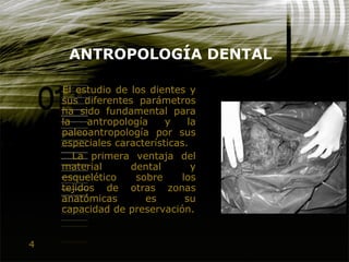 4
ANTROPOLOGÍA DENTAL
El estudio de los dientes y
sus diferentes parámetros
ha sido fundamental para
la antropología y la
paleoantropología por sus
especiales características.
La primera ventaja del
material dental y
esquelético sobre los
tejidos de otras zonas
anatómicas es su
capacidad de preservación.
 