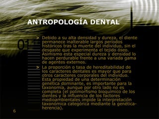 6
ANTROPOLOGÍA DENTAL
> Debido a su alta densidad y dureza, el diente
permanece inalterable largos períodos
históricos tras la muerte del individuo, sin el
desgaste que experimenta el tejido óseo.
Asimismo esta especial dureza y densidad lo
hacen perdurable frente a una variada gama
de agentes externos.
> La proporción o tasa de hereditabilidad de
los caracteres dentales es mayor que para
otros caracteres corporales del individuo.
Esta propiedad de una determinación
genética dominante, es importante para la
taxonomía, aunque por otro lado no es
completa (el polimorfismo bioquímico de los
dientes y la influencia de los factores
medioambientales impide la interpretación
taxonómica categórica mediante la genética-
herencia).
 