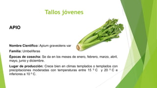 Tallos jóvenes
APIO

Nombre Científico: Apium graveolens var
Familia: Umbelíferas
Épocas de cosecha: Se da en los meses de enero, febrero, marzo, abril,
mayo, junio y diciembre.
Lugar de producción: Crece bien en climas templados o templados con
precipitaciones moderadas con temperaturas entre 15 0 C y 20 0 C e
inferiores a 10 0 C.

 