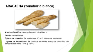 ARACACHA (zanahoria blanca)

Nombre Científico: Arracacía xanthorriza Banch
Familia: Umbeliferae.
Épocas de cosecha: Se produce de 10 a 12 meses de sembrado.
Lugares de Producción: Se produce en tierras altas y de clima frío con
temperaturas entre 14 o C y 16 o C.

 