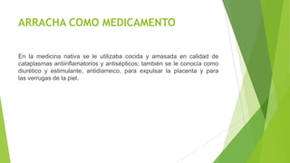 ARRACHA COMO MEDICAMENTO
En la medicina nativa se le utilizaba cocida y amasada en calidad de
cataplasmas antiinflamatorios y antisépticos; también se le conocía como
diurético y estimulante, antidiarreico, para expulsar la placenta y para
las verrugas de la piel.

 