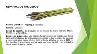 ESPARRAGOS TRIGUEDOS

Nombre Científico: Asparagus acutifolius L.
Familia: Liliaceae
Época de cosecha: Se producen en los meses de Enero, Febrero, Marzo,
Noviembre y Diciembre.
Lugares de producción: Una especie fundamentalmente forestal, que forma
parte del sotobosque de encinares, acebuchales y diversos tipos de maquias
y matorrales altos, desde el nivel del mar hasta altitudes en tono a 1200 m.
Sus semillas, transportadas por las aves, germinan también con facilidad al
pie de muros, linderos y setos.

 