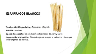 ESPARRAGOS BLANCOS

Nombre científico o latino: Asparagus officinalis
Familia: Liliáceas.
Época de cosecha: Se producen en los meses de Abril y Mayo
Lugares de producción: El espárrago se adapta a todos los climas por
tener órganos de reserva.

 