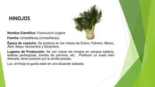 HINOJOS
Nombre Científico: Foeniculum vulgare
Familia: Umbelliferae (Umbelíferas).
Época de cosecha: Se produce en los meses de Enero, Febrero, Marzo,
Abril, Mayo, Noviembre y Diciembre.
Lugares de Producción: Se ven crecer los hinojos en campos baldíos,
laderas pedregosas, bordes de caminos, etc. Prefieren un suelo bien
drenado, tiene aversión por la arcilla pesada.
Luz: al hinojo le gusta estar en una situación soleada.

 