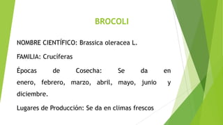 BROCOLI
NOMBRE CIENTÍFICO: Brassica oleracea L.

FAMILIA: Crucíferas
Épocas

de

Cosecha:

Se

da

enero, febrero, marzo, abril, mayo, junio
diciembre.
Lugares de Producción: Se da en climas frescos

en

y

 