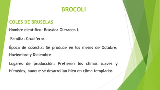 BROCOLI
COLES DE BRUSELAS
Nombre científico: Brassica Oleracea L
Familia: Crucíferas

Época de cosecha: Se produce en los meses de Octubre,
Noviembre y Diciembre
Lugares de producción: Prefieren los climas suaves y
húmedos, aunque se desarrollan bien en clima templados.

 