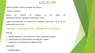 COLIFLOR
Nombre Científico: Brassica oleracea var. Botryis L.
Familia: Cruciferae
Épocas

de

cosecha:

Se

produce

en

los

meses

de

Septiembre, Octubre, Noviembre, Diciembre y Enero.
Lugares de producción: Los climas fríos y húmedos, entre 150C y 18 0C son los
mejores para este cultivo.

VENTAJAS Y DESVENTAJAS DEL CONSUMO DE LA COLIFLOR
Ventajas
 Recomendada por su alto contenido en fibra, bajo aporte calórico
 Importantes en el mantenimiento de músculos y huesos.
 Importante en la producción de glóbulos rojos.
Desventajas

 Provoca gases.

 